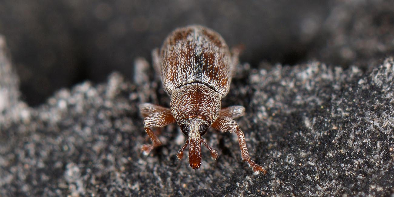 Curculionidae: Ellescus scanicus